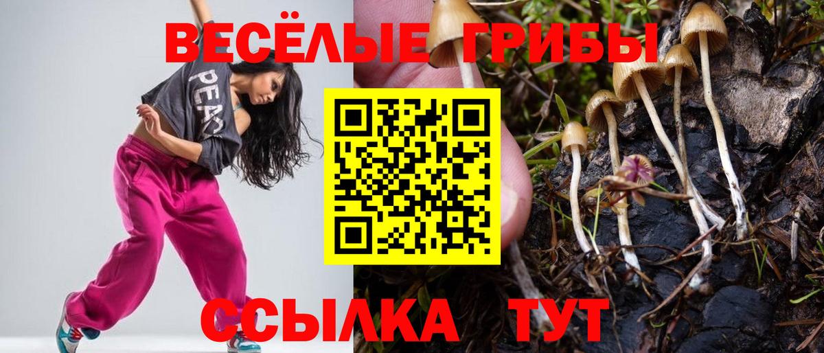 Лениногорск  Псилоцибиновые грибы Cubensis  Вход с VPN 